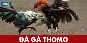 Đá gà Thomo BK8 sới đá gà đỉnh cao được đông đảo người chơi yêu thích